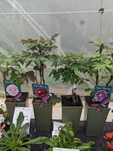  (Pivoine) PAEONIA suffruticosa