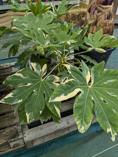 FATSIA Japonica Variegata C5L artic jungle