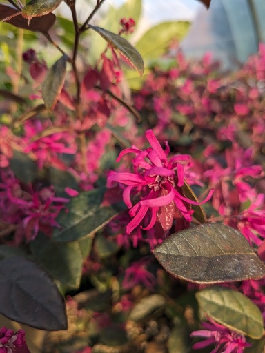 LOROPETALUM Chinensis FIRE DANCE