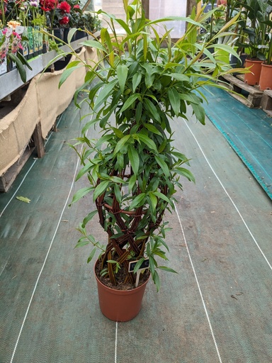 SALIX hibride D17 60cm ovale